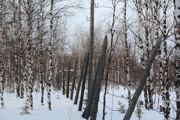 501 construction sites in the YNAO (Stalin GULAG)