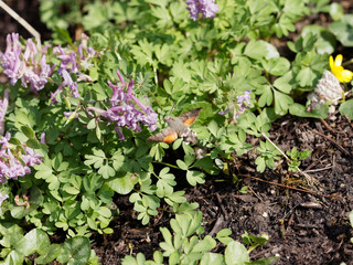 Moro-sphinx (Macroglossum stellatarum) butinant en vol stationnaire sur des fleurs de corydales