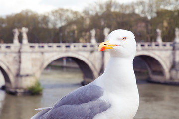 Seagull on river Tiber in Rome, with head turned right and staring