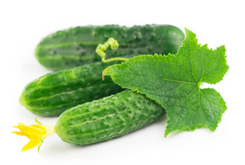 Tomatoes red on a green branch, white background