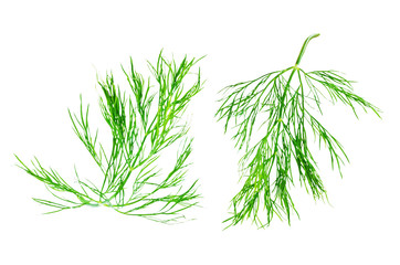 Obraz premium Fresh dill leaves on a white background