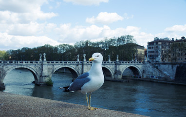 Seagull standing still on the side of river Tiber in Rome
