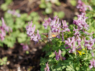 Moro-sphinx (Macroglossum stellatarum) butinant en vol stationnaire sur des fleurs de corydales