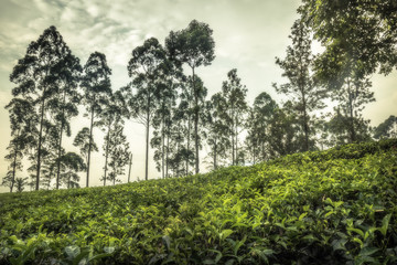 Tea crop plantation scenery field terrace hill fog trees sunrise landscape in Asia Sri Lanka Nuwara Eliya 