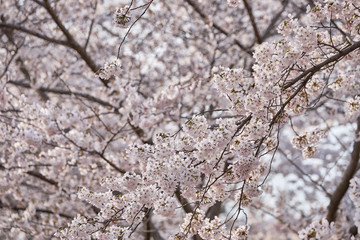 Peak bloom on the Cherry Blossom trees around the Tidal Basin during the 2019 Washington DC Cherry Blossom Festival in Pinks and whites