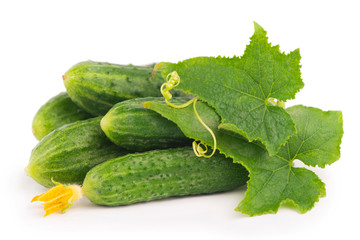Fresh green cucumber with leaf and flower on white background.