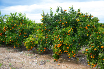 Fototapeta na wymiar Ripe mandarin oranges on trees