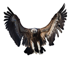 Griffon vulture flying isolated