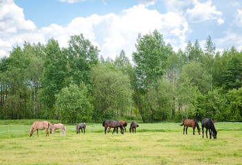 horses graze in the field in summer