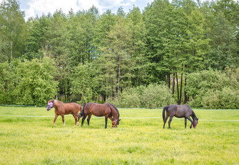 Obraz premium horses eating grass in the field in summer