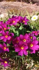 pink flowers in the garden
