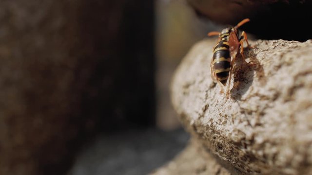 closeup of a wasp on a stone.wasp resting on the stone straightening its body paws. 4k video