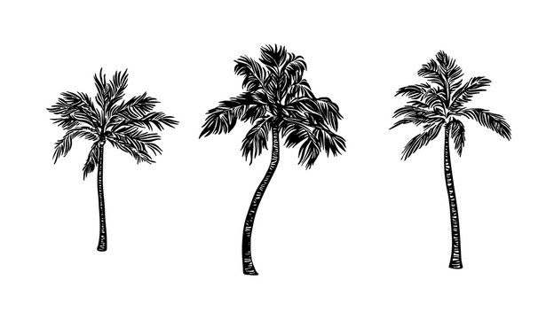 Hand drawn palm tree set. Vector black ink drawing isolated on white background. Graphic illustration