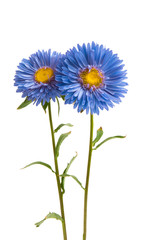 Fototapeta premium aster flower isolated