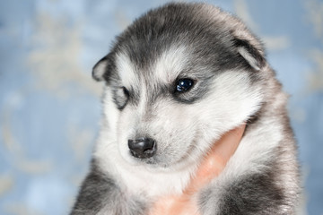 Cute puppy on blue background