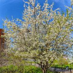 Flowering fruit trees on a city street in St. Petersburg.