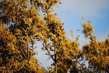 Fototapeta premium Honey Bees Pollinating Tree