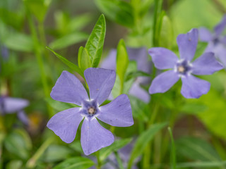 Blue vinca minor flower closeup. Tender violet petals of Vinca blossom macro. Beautiful spring...