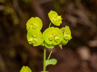 Bright yellow Euphorbia  x plant  in spring