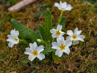 Fototapeta na wymiar Primula, species of flowering plant in the family Primulaceae