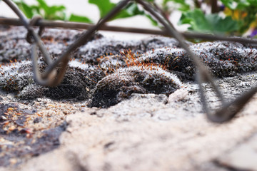 Musgo gris sobre piedra.