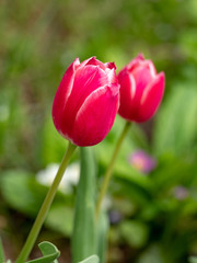 Colourful single tulip flower bloom in the spring garden