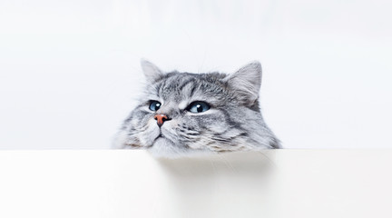 Funny large longhair gray tabby cute kitten with beautiful big blue eyes lying on white table. Pets...