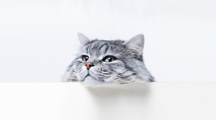 Funny large longhair gray tabby cute kitten with beautiful big blue eyes lying on white table. Pets and lifestyle concept. Lovely fluffy cat. Free space for text.