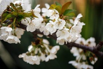 Fototapeta premium Buds and flowers on a branch of a apple tree. Spring blossoms. Nature macro.