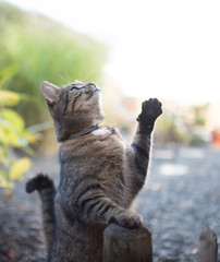 tabby domestic shorthair cat raising paw and begging for treats outdoors