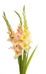 bouquet of gladiol