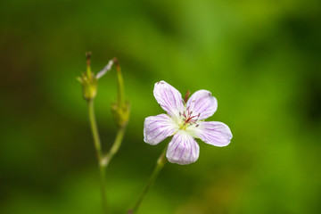 Fototapeta premium Wild Geranium Flower on Green Background