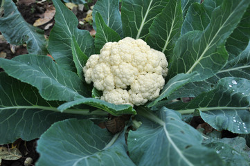 In organic soil grown cauliflower