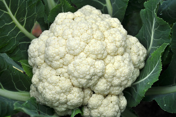 In organic soil grown cauliflower