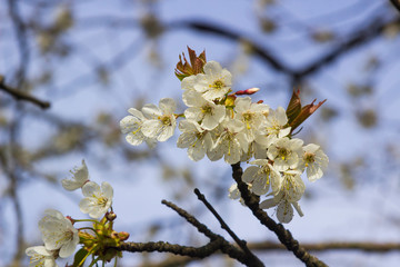 Apple Blossom on a tree in a hedgerow in Northern Ireland
