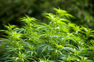 cannabis plantation, technical hemp
