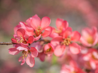 close up blooming red Chaenomeles flower, flowering Japanese quince, selective focus, floral natural background frame, copy space