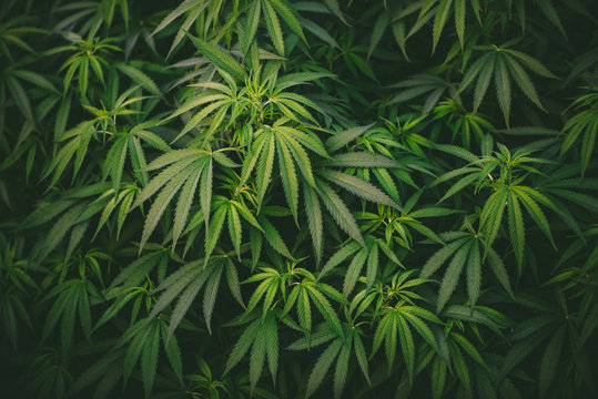marijuana leaves