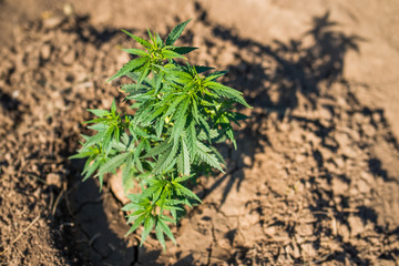 marijuana bush outdoor