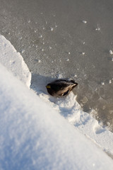 Duck on ice in the snow