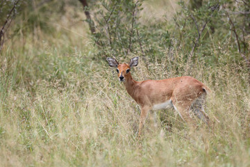 Afrikanischer Steinbock / Steenbok / Raphicerus campestris