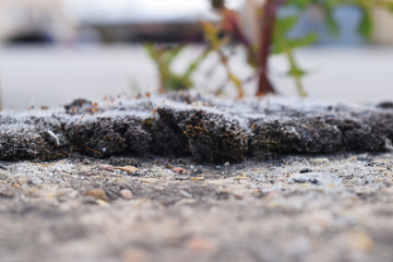 Musgo gris sobre piedra.