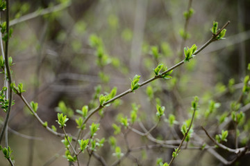Green spring leaves budding out on the branch 