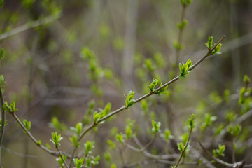 Green spring leaves budding out on the branch 