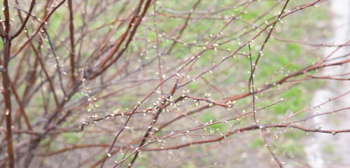 Spring photo of bushes with buds that began to bloom. Bushes in the park in spring. Plants in the spring. Leaf growth