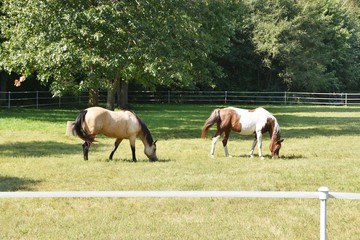 Two Horses Grazing
