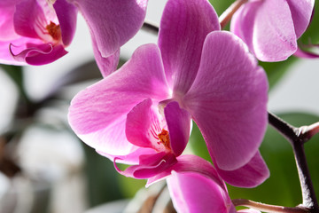 Purple orchid bloom flower.exotic houseplant blossom. decorative or ornament for design.