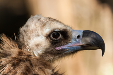 Mönchsgeier (Aegypius monachus)