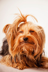 Funny portrait of cute little yorkie dog is sleeping