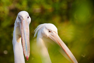 Rosapelikan (Pelecanus onocrotalus)